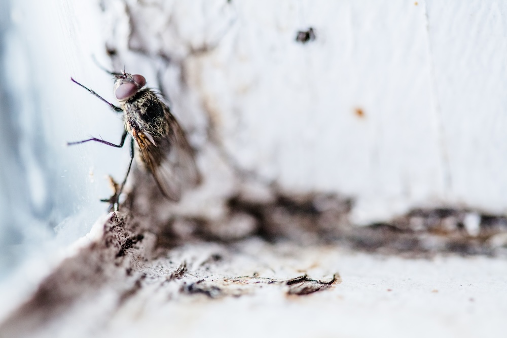 Close-up of a fly resting on a weathered windowsill, illustrating how long do flies live inside a home