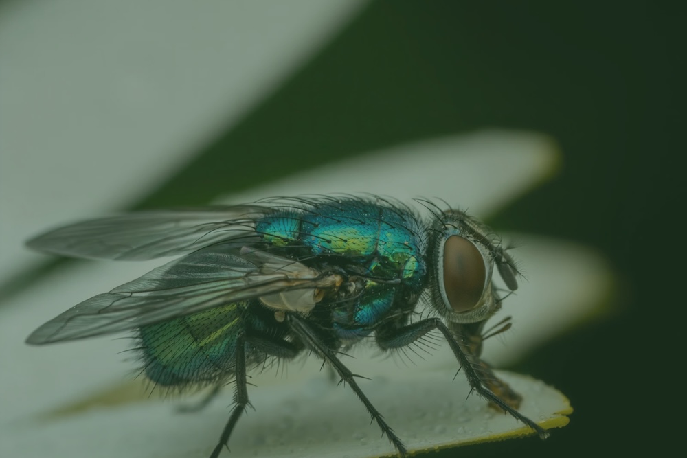 Close-up of an iridescent green blow fly resting on a flower petal, illustrating how long do flies live.