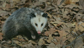 Do Possums Carry Rabies?