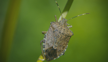 Are Stink Bugs Dangerous