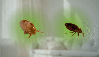 fleas vs bed bugs