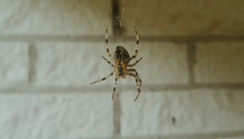 big house spider