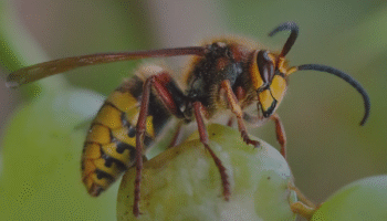 how to get rid of a hornets nest