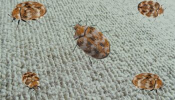 Five small, brown carpet beetles with black spots scattered on a textured, light-colored carpet.