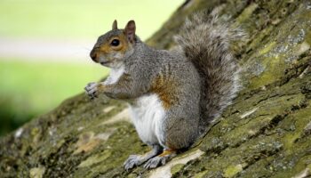 Are Squirrels Rodents?