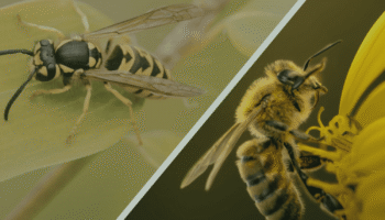 Split image with a wasp on the left, resting on a leaf, and a bee on the right, collecting pollen from a yellow flower, highlighting differences.