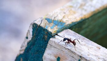 carpenter ant control
