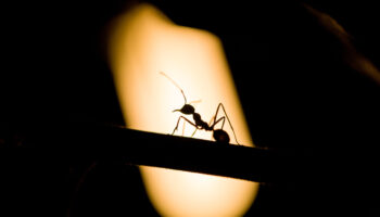 do ants sleep