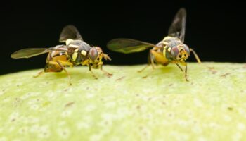 Fruit flies
