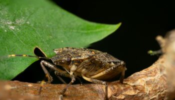 A close up of a bug on a leaf